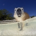 hutia_desmarest_jar_h_2427_cub6609.jpg